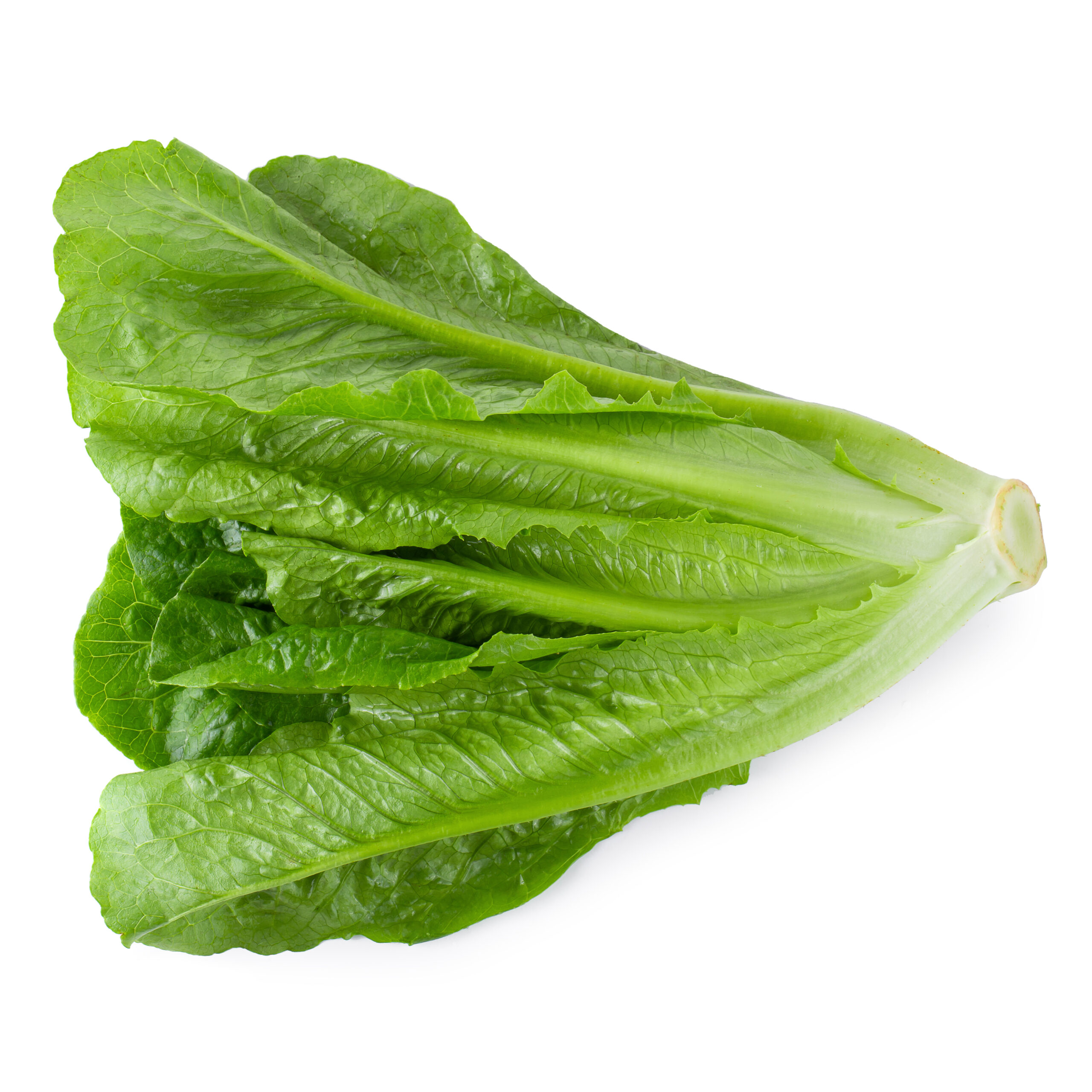 Lechuga tipo romana de textura consistente y sabor suave. Perfecta para recetas saludables y bajas en calorías.