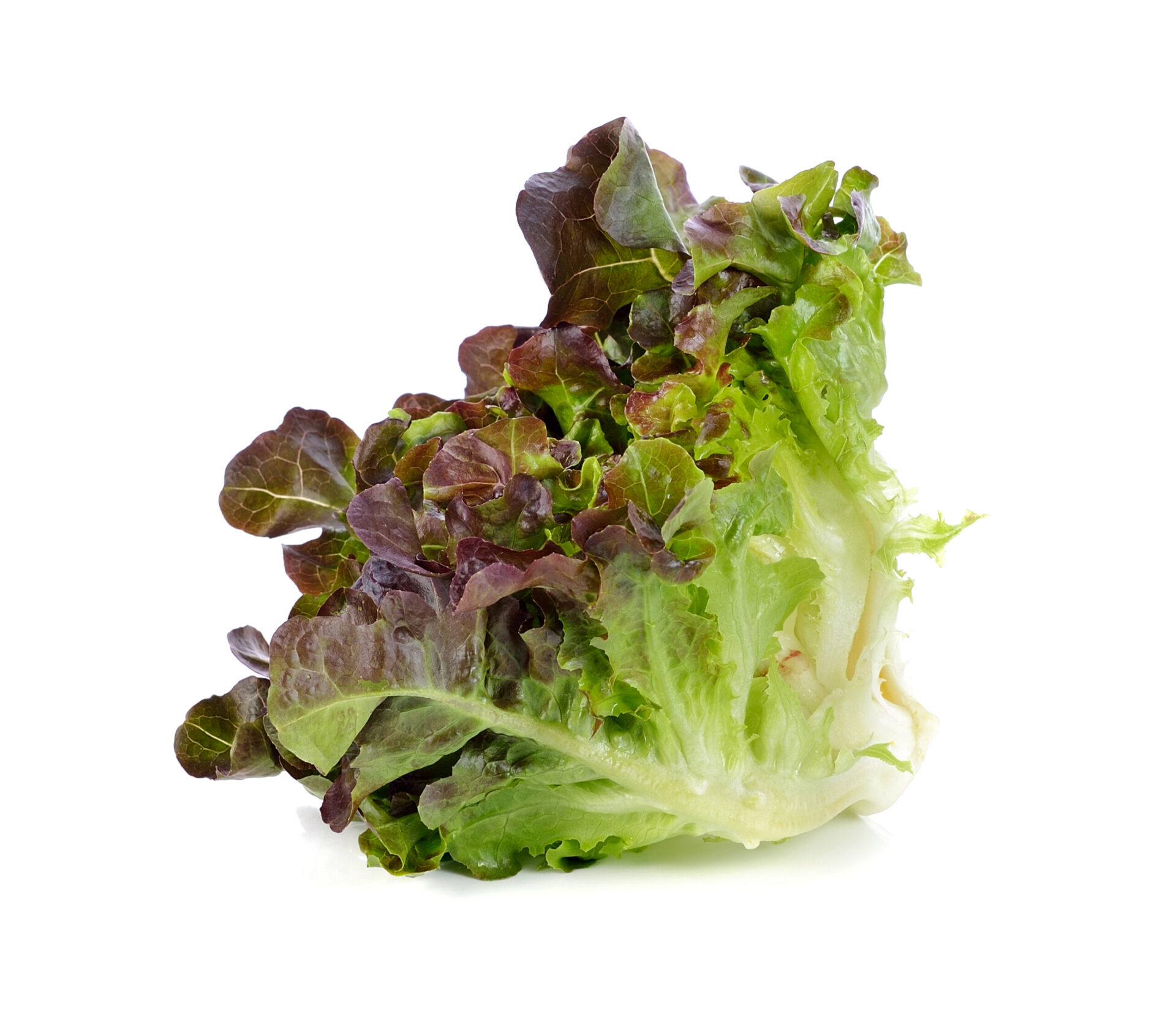 Lechuga de hojas delicadas y textura crujiente, perfecta para recetas frescas y saludables.