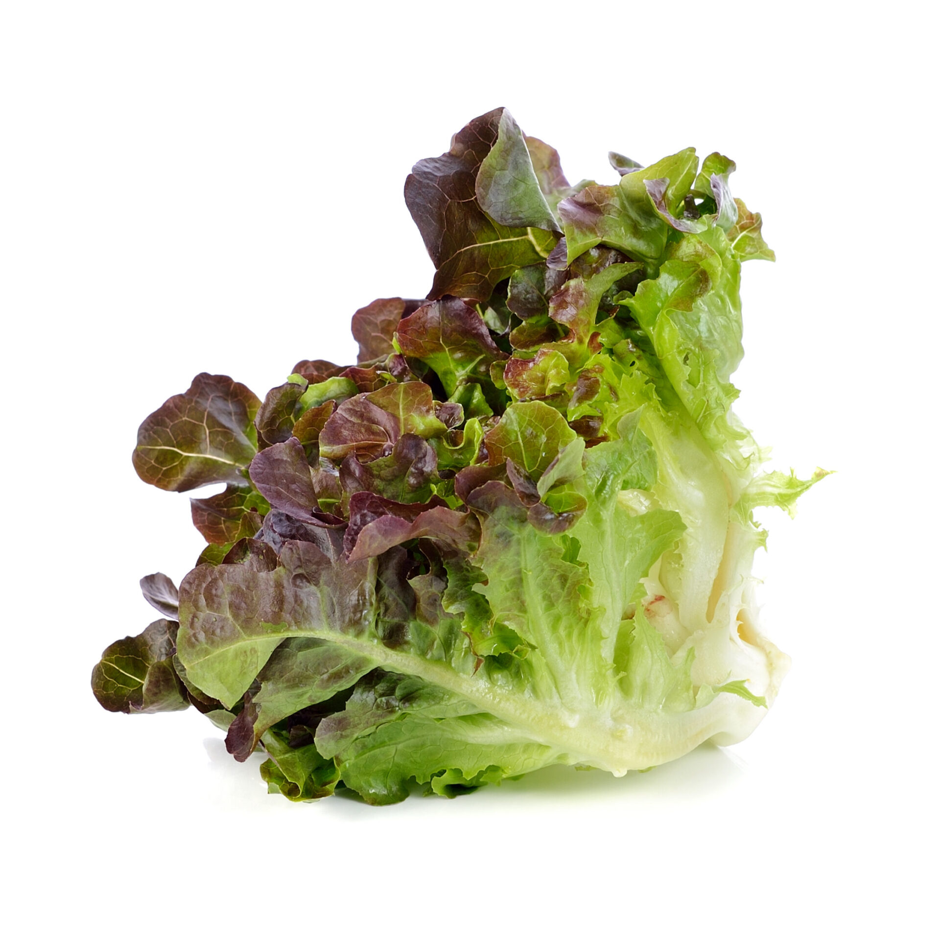 Lechuga de hojas delicadas y textura crujiente, perfecta para recetas frescas y saludables.