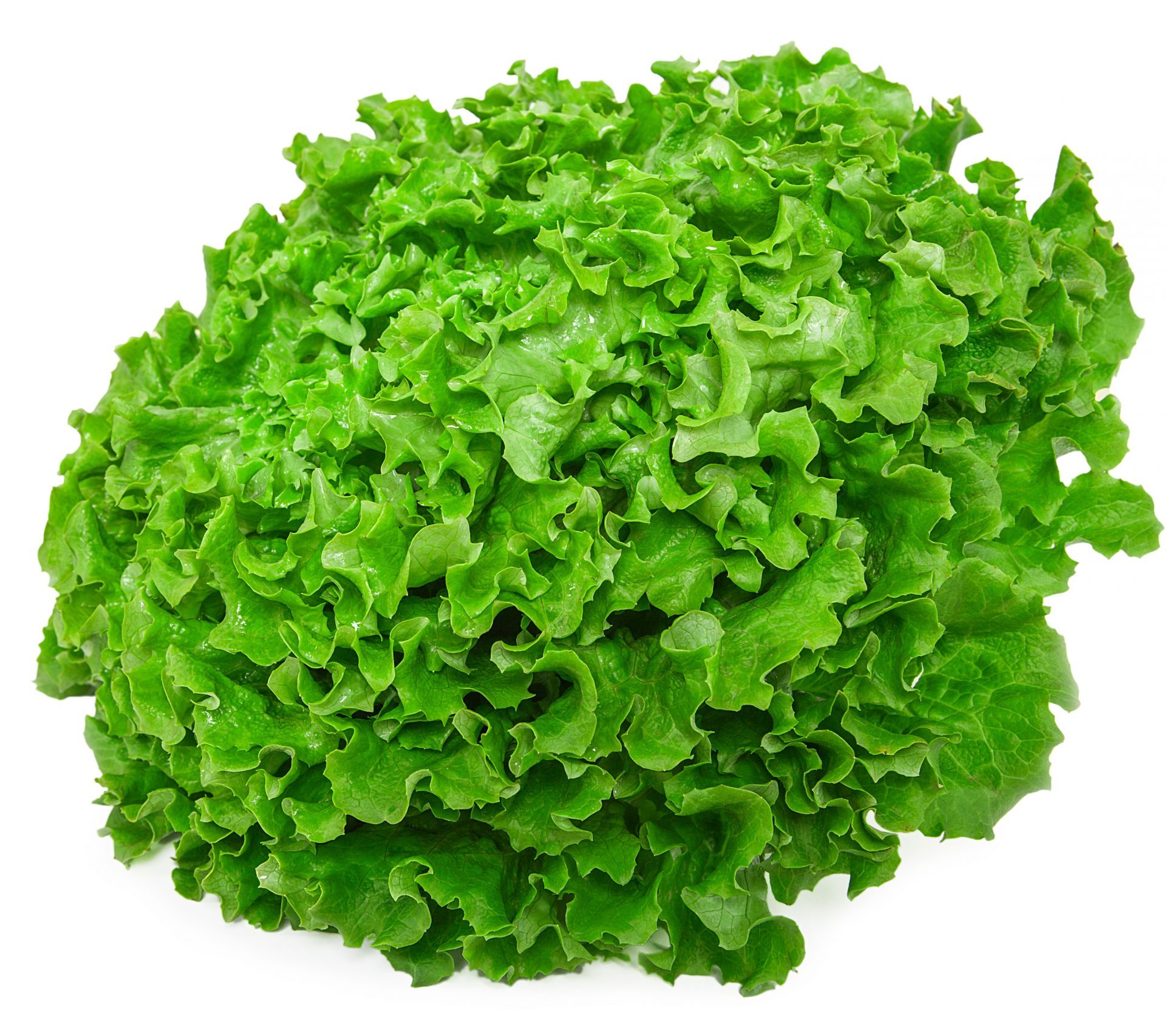 Lechuga de textura crujiente y sabor único, perfecta para ensaladas y platos ligeros con un toque especial.