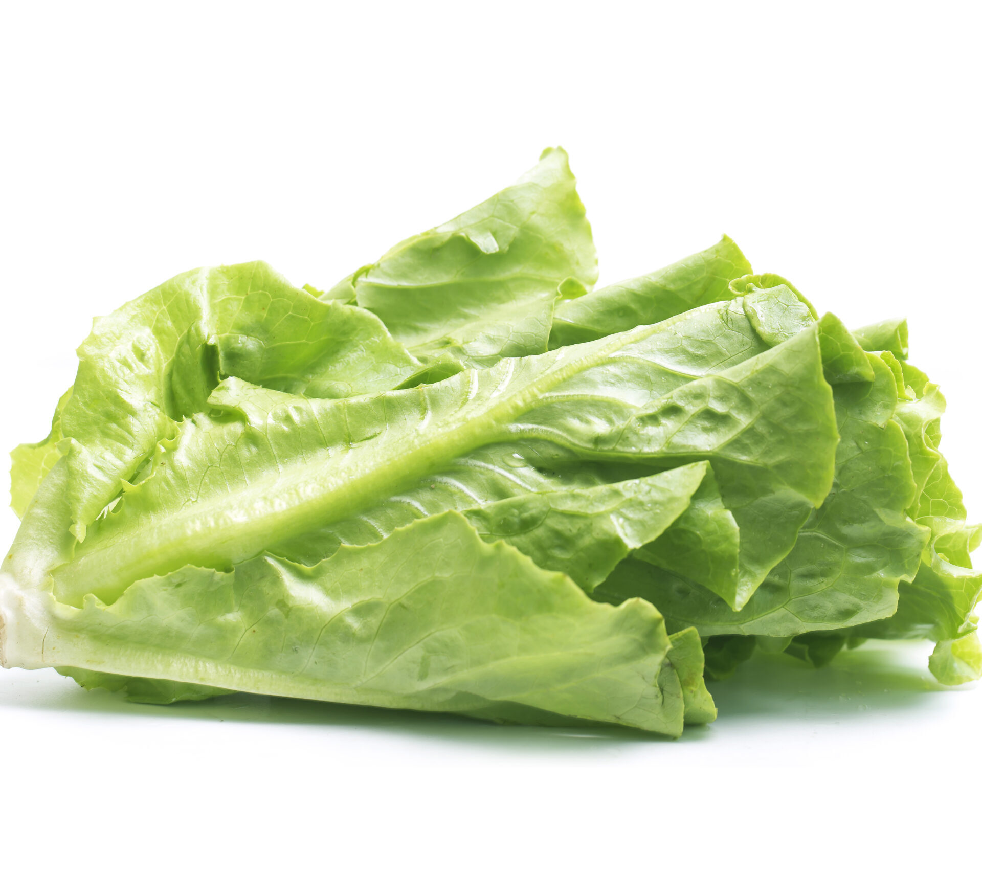 Lechuga de textura crujiente y sabor suave, ideal para acompañar platos frescos y ligeros.